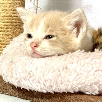 Rescue Domestic Short Hair Cats for Adoption in Kansas City, Missouri - Pink Lady | PetCurious