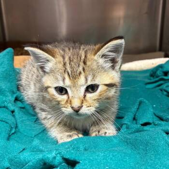 Drain-O -  American Shorthair Cat for Adoption - Drain-O | PetCurious