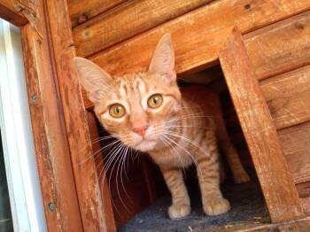 Rescue Calico Cats for Adoption - Summer | PetCurious