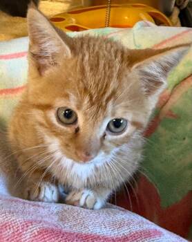LOC Rio -  Domestic Short Hair Cat for Adoption in Greencastle, Indiana - LOC Rio | PetCurious