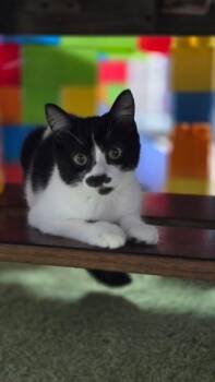 Sassafras -  Domestic Short Hair Cat for Adoption in West Lawn, Pennsylvania - Sassafras | PetCurious