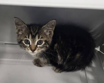 If9 D -  Domestic Short Hair Cat for Adoption in Lawrenceville, Georgia - If9 D | PetCurious