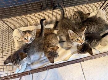 CLAMITY JANE -  Domestic Short Hair Cat for Adoption in Tustin, California - CLAMITY JANE | PetCurious