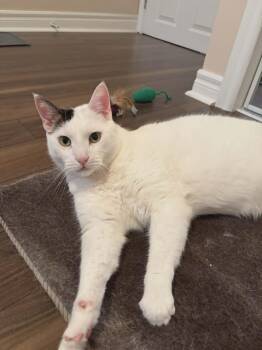 Felix ( Elf)  -  Domestic Short Hair Cat Available for Adoption in Hamilton, Ontario - Felix ( Elf)  | PetCurious