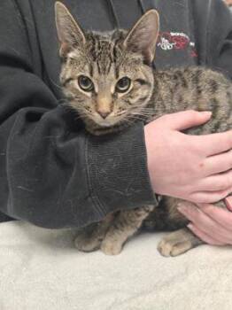 Domestic Short Hair Cats Available for Adoption in West Chester, Pennsylvania - Cassie | PetCurious