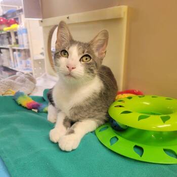 Sage -  Domestic Short Hair Cat for Adoption in Austin, Texas - Sage | PetCurious
