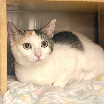 Calico Cats Available for Adoption in San Juan Capistrano, California - Sandy | PetCurious
