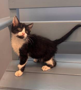Iron -  Domestic Short Hair Cat for Adoption in Georgetown, Kentucky - Iron | PetCurious