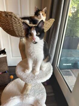 Magnolia -  Domestic Medium Hair Cat for Adoption in Ballwin, Missouri - Magnolia | PetCurious