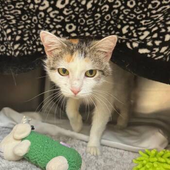 Strawberry -  Domestic Short Hair Cat for Adoption in Charlottesville, Virginia - Strawberry | PetCurious