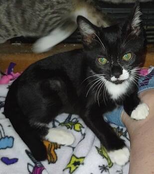 Rescue Tuxedo Cats for Adoption in Fresno, California - Prim | PetCurious