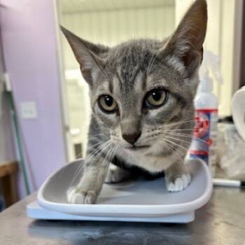 Rescue Domestic Short Hair Cats for Adoption in Grinnell, Iowa - Dale | PetCurious