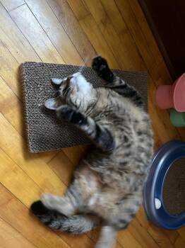 Domestic Short Hair Cats Available for Adoption in Minneapolis, Minnesota - Benedict | PetCurious