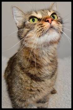 Charlotte A061246 -  Domestic Short Hair Cat for Adoption in San Andreas, California - Charlotte A061246 | PetCurious