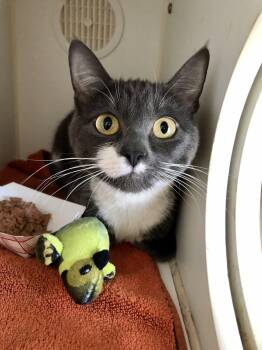 Domestic Short Hair Cats Available for Adoption - Izzy | PetCurious