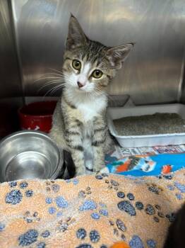 Minnie -  Domestic Short Hair Cat for Adoption in Findlay, Ohio - Minnie | PetCurious