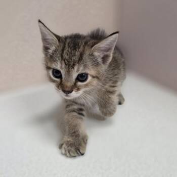 Goldie -  Domestic Short Hair Cat for Adoption in Jupiter, Florida - Goldie | PetCurious