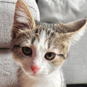 Loca -  Domestic Short Hair Cat for Adoption in Chicago, Illinois - Loca | PetCurious