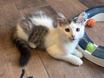 Edward -  Norwegian Forest Cat and Domestic Medium Hair Cat for Adoption in San Tan Valley, Arizona - Edward | PetCurious