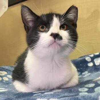 Trouble -  Domestic Short Hair Cat for Adoption in Panama City, Florida - Trouble | PetCurious