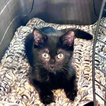 Lillian -  Domestic Short Hair Cat for Adoption in Traverse City, Michigan - Lillian | PetCurious