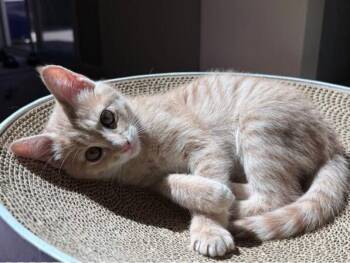 Domestic Short Hair Cats Available for Adoption in Palo Alto, California - BUFFY | PetCurious