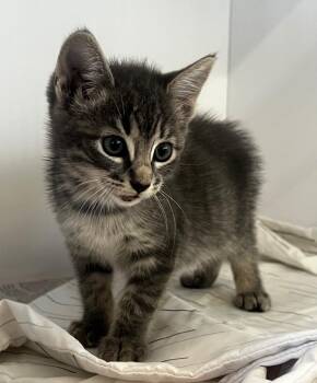 G-Baby -  Domestic Short Hair Cat for Adoption in Douglasville, Georgia - G-Baby | PetCurious
