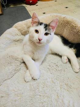 Rescue Domestic Short Hair Cats for Adoption in Chicago, Illinois - Ziggy | PetCurious