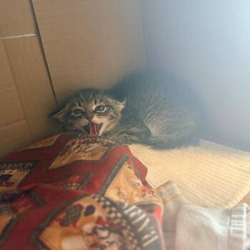 Mars -  Domestic Short Hair Cat for Adoption in Las Cruces, New Mexico - Mars | PetCurious