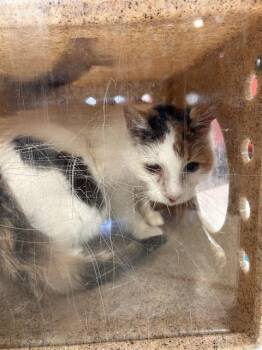 Domestic Short Hair Cats Available for Adoption in Louisville, Kentucky - MOOKIE | PetCurious