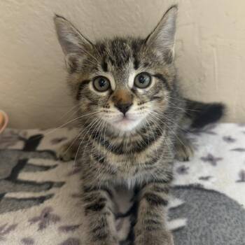 Kokomo -  Domestic Short Hair Cat for Adoption in Medford, Oregon - Kokomo | PetCurious