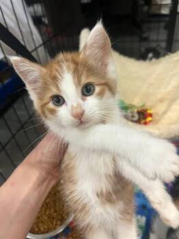 Cracker Jack -  Domestic Short Hair Cat for Adoption - Cracker Jack | PetCurious