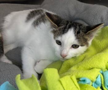 Rescue Domestic Short Hair Cats for Adoption in Allegan, Michigan - Fig | PetCurious