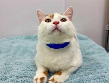 MURPHY -  Domestic Short Hair Cat for Adoption in Brentwood, Missouri - MURPHY | PetCurious