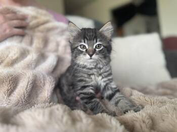 Domestic Short Hair Cats Available for Adoption - Missy- Transport | PetCurious