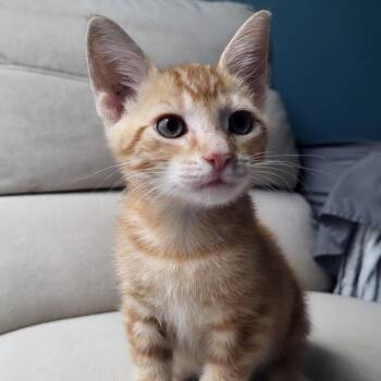 Domestic Short Hair Cats Available for Adoption in Port Richey, Florida - Snapdax | PetCurious