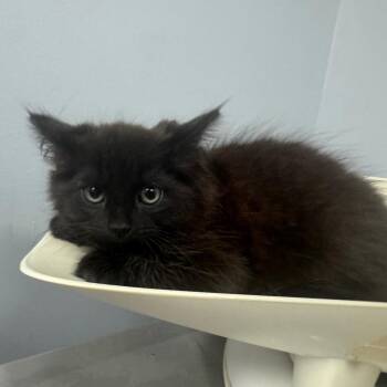 Roanoke 2878 -  Domestic Long Hair Cat for Adoption in Columbus, Georgia - Roanoke 2878 | PetCurious
