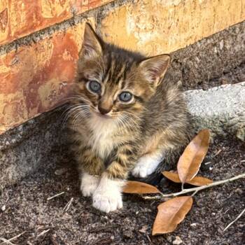 Buffy -  Tabby and Domestic Short Hair Cat for Adoption in Humble, Texas - Buffy | PetCurious