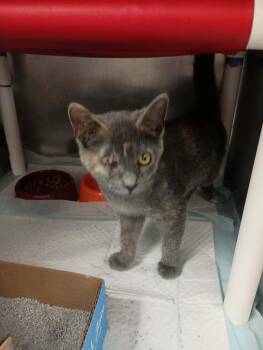 Butterfree -  Domestic Short Hair Cat for Adoption in Cincinnati, Ohio - Butterfree | PetCurious