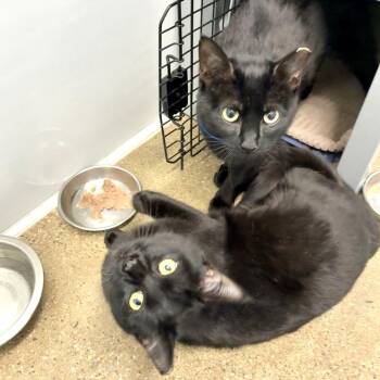 Domestic Short Hair Cats Available for Adoption - Coco (2026) | PetCurious