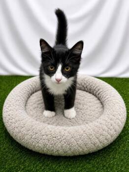 Shadow -  Domestic Medium Hair Cat for Adoption in Covington, Louisiana - Shadow | PetCurious