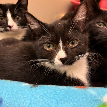 Rescue Domestic Short Hair Cats for Adoption in St. Helena, California - Lollipop Kid | PetCurious