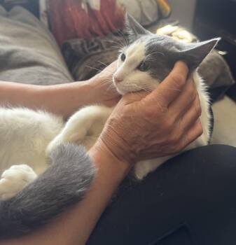 Sky Blue -  Russian Blue Cat for Adoption in Brampton, Ontario - Sky Blue | PetCurious