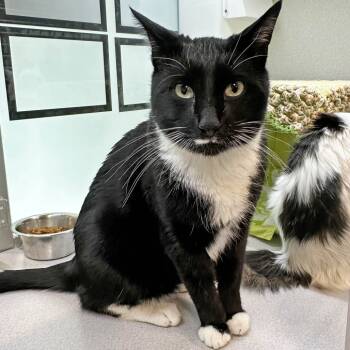 Rescue Domestic Short Hair Cats for Adoption in Hailey, Idaho - Simon | PetCurious