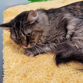 Domestic Medium Hair Cats Available for Adoption in Coos Bay, Oregon - Bally | PetCurious