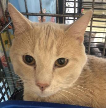 Domestic Short Hair Cats Available for Adoption in Parma, Ohio - Dex | PetCurious