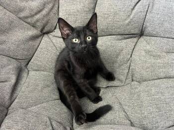Bow -  Domestic Short Hair Cat for Adoption in Arthur, Ontario - Bow | PetCurious