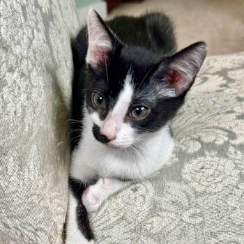 Emoji -  Domestic Short Hair Cat for Adoption in Richmond, Virginia - Emoji | PetCurious
