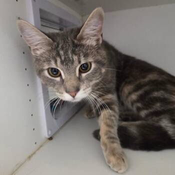 Slate -  Domestic Short Hair Cat for Adoption in North Battleford, Saskatchewan - Slate | PetCurious