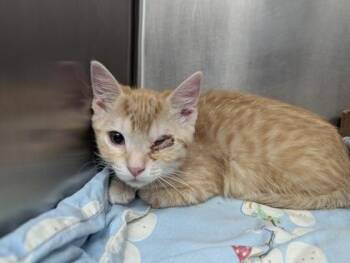 Domestic Short Hair Cats Available for Adoption - Gorgonzola | PetCurious